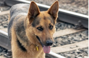 a dog with a tag to make it safer
