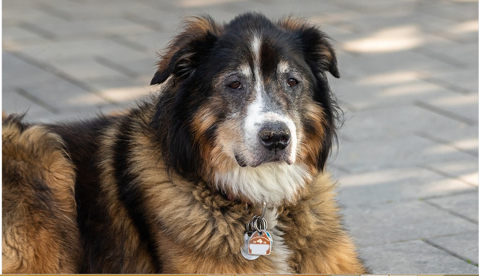 dog with a tag